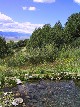 Meadow Pond - Teresa Seitz